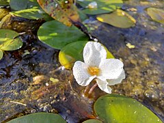 European frog-bit floating on the lake