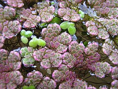 Azolla filiculoides, fento nativo de zonas tropicais americanas ou oceánicas, e invasora en Europa.