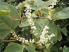 La Renouée du Japon comporte de grandes feuilles ovales et des inflorescences blanches.