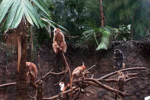 자바원숭이 (Trachypithecus auratus)