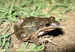 Description de l'image Leptodactylus latinasus02.jpg.