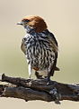 The heavy streaking and rufous ear coverts are diagnostic field marks