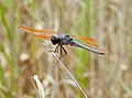 Libellula jesseana