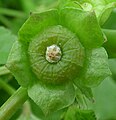 Maturing, 5-part sepals enlarge around like plate, fruit segments with wrinkled tops and wavy raised junctions (immature may look smooth)