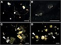 Microplastiche nei sedimenti di quattro fiumi in Germania.