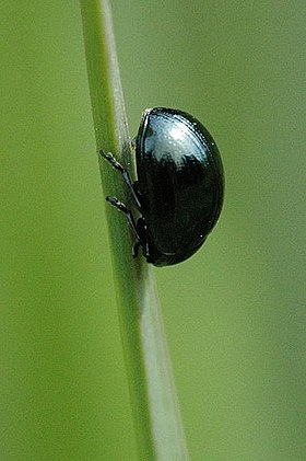 Minota obesa