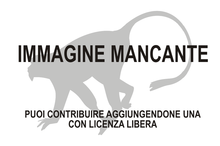 Immagine di Chororapithecus abyssinicus mancante