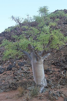 Moringa ovalifolia (Moringa ovalifolia)