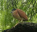 A Nankeen Night Heron visitor to Melbourne Zoo