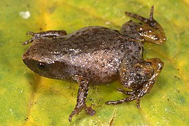 Noblella pygmaea