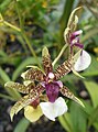 Oncidium hastilabium