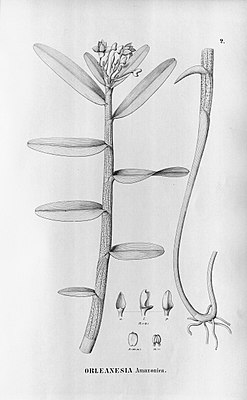 Orleanesia amazonica — типовой вид рода