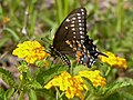 Black Swallowtail - ventral view of female