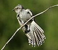 Pallid cuckoo