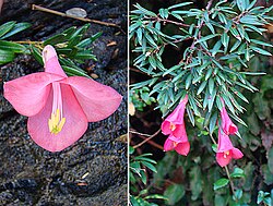 Punahuppu (Philesia magellanica)