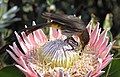 Male drinking nectar from a Protea cynaroides in South Africa