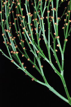 Psilotum nudum