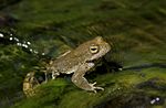 Foothill Yellow-legged Frog