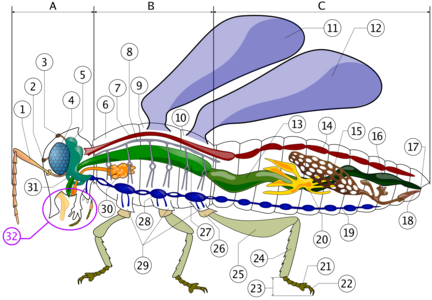 Insect anatomy, by PioM