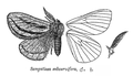 Sangatissa subcurvifera (maschio, nervature e capo)