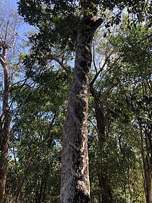 Un sapotillier vu du sol au milieu d'une forêt.