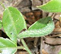 Larva on Capparis sepiaria