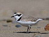 Male snowy plover in breeding plumage