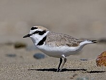 Photograph of a male plover standing in side view