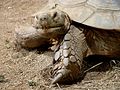 Spornschildkröte (Geochelone sulcata)