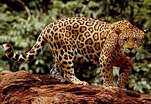 Jaguar (Panthera onca)