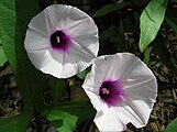 Ipomoea batatas