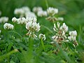 Trifolium repens