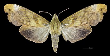 Female dorsal view