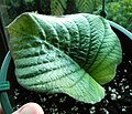 Streptocarpus confusus ssp confusus, young plant