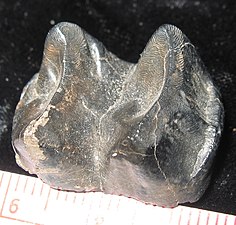 Tooth from the extinct Tapirus veroensis, 2.5 cm (1 in) wide, about 1 million years old, alluvial deposits, Florida, US