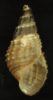 turbinid like shell with light brown body whorl and dark brown spire