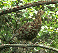 Black grouse female