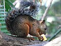 Variegated squirrel in San Jose, Costa Rica