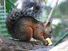 Grey squirrel