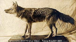 Eastern wolf (Canis lycaon) (includes latrans admixture)