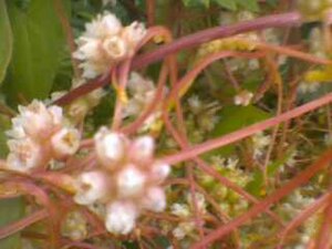 Détail des fleurs.