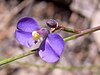 A small purple pea-like flower