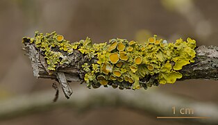 Xanthoria parietina (Lecanoromycetes)