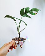 A young R. tetrasperma growing in a tea cup planter with drainage. Leaves of younger plants may not yet form the fenestrations that distinguish this species, especially if not given enough bright, indirect light.