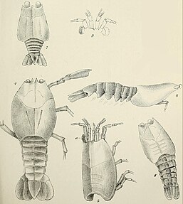 Monochrome drawings of crustacean fossils from multiple angles