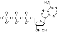 Chemical structure of adenosine triphosphate