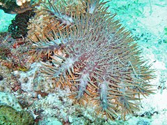 L'étoile de mer Acanthaster planci se nourrit de corail ; elle est désormais invasive dans certaines régions, où elle détruit des récifs entiers.