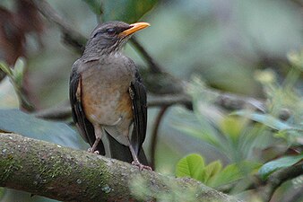 Afrikadrossel in Uganda