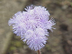 Description de l'image Ageratum_houstonianum1.jpg.