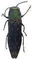 Agrilus alesi